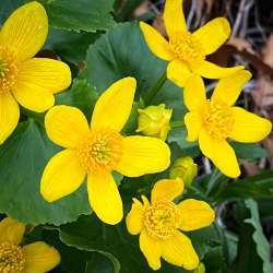 Marsh marigolds Photo: Bob Schatz