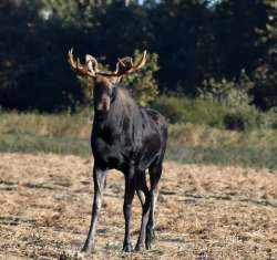 Moose Photo: Lonnie S. Jandreau