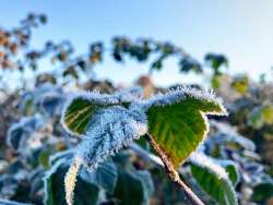 Morning frost Photo: Liz Burrows