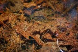 Mosquito Larvae Photo: Paul M. Kotila