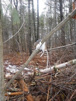 Northern Shrike Photo: CJ Frankiewicz