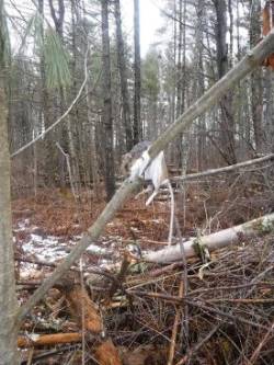 Northern Shrike Photo: CJ Frankiewicz