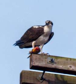 Osprey Photo: Ross Lanius