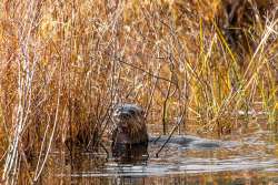 Otter family Photo: Benjamin Wymer