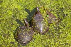 Painted turtles Photo: Tom Grett