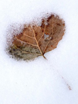 Poplar leaf Photo: Frank Kaczmarek