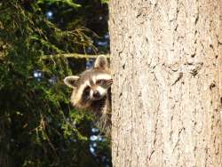 Raccoon Photo: Mary Beth Mollica