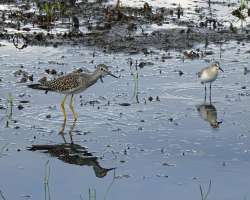 Sandpiper Photo: Sheri Larsen