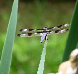 Skimmer Photo: Chantal Caron