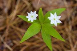 Starflower Photo: Tom Grett