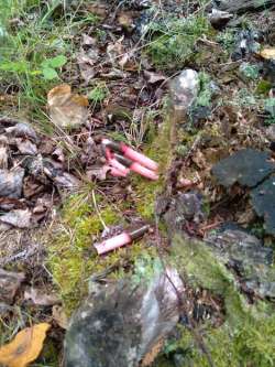 Stinkhorn Photo: Si Balch