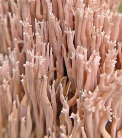 Straight branched coral Photo: Kirk T. Gentalen