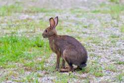 Summer hare Photo: Tom Grett