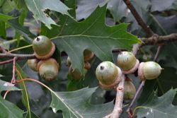 Acorns Photo: Judy Sweet