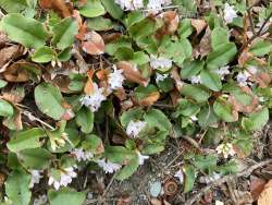 Trailing arbutus Photo: Peggy Warwick