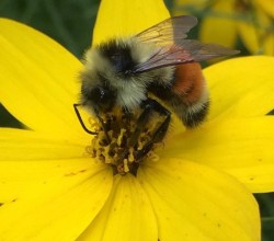 Tricolored Bumble Photo: Jen Danly