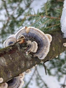 Turkey tails Photo: Meaghan Winders