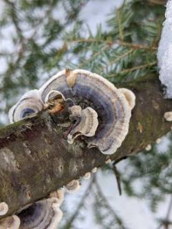 Turkey tails Photo: Meaghan Winders