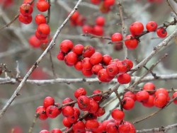 18_winterberry.jpg