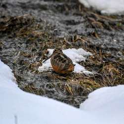 Woodcock Photo: Sandy Dannis