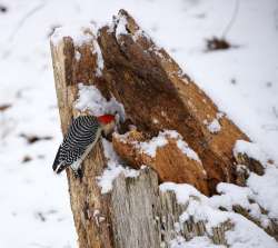 Woodpecker log Photo: Cathy C. Weil