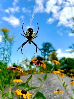 Garden spider Photo: Karen Bruder