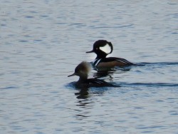 19---hooded_mergansers_on_the_susquehanna.jpg