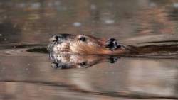 Beaver Photo: Amy Quist