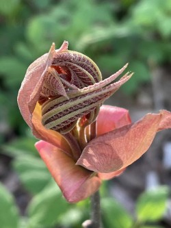 Shagbark hickory leaves Photo: Lynette Reep