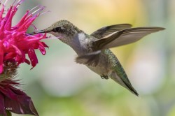 Hummingbird Photo: Karen Suhrhoff