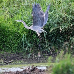 Heron flyover Photo: Stacey Tarbox
