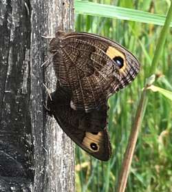 Common wood nymph Photo: Jen Danly