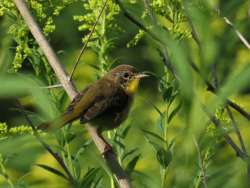 Yellowthroat Photo: Charlie Schwarz