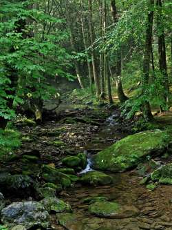 Little bear creek Photo: Charlie Schwarz