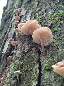 Mushrooms Photo: Clare Lise Kelly