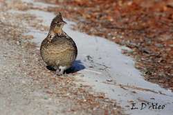 Ruffed Grouse Photo: Frank Kaczmarek