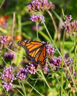 Monarchs Photo: Ross Lanius