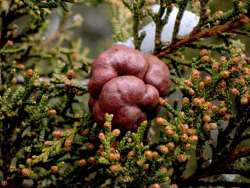 Apple Rust Photo: Frank Kaczmarek