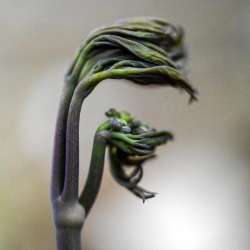 Blue cohosh Photo: Sandy Dannis