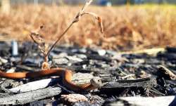 Baby snake Photo: Kelly Stettner