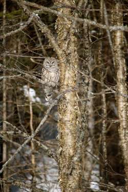 Barred owl Photo: Sandy Dannis