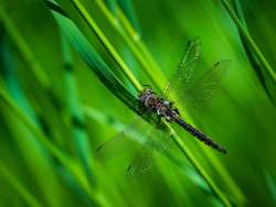 Baskettail Photo: Larry Litke