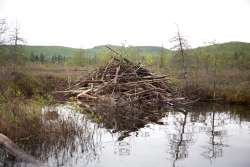 Beaver lodge Photo: Tom Grett