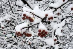 Snow berries Photo: Leif Tillotson