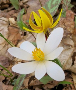 Bloodroot and Trout Lily Photo: Peter J. Rzasa