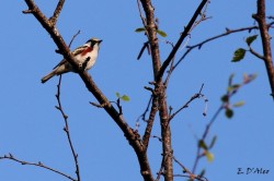 Chestnut sided Warbler Photo: Eric D'Aleo