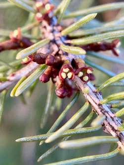 Dwarf mistletoe Photo: Kirk T. Gentalen