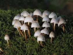 Fairy inkycap Photo: Charlie Schwarz