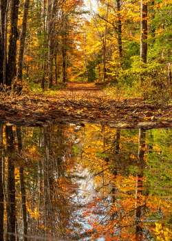 Fall forest Photo: Mary Hartt