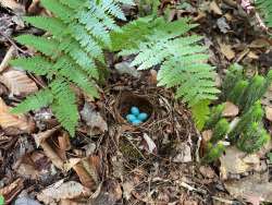 Birds nest Photo: Robert Lord